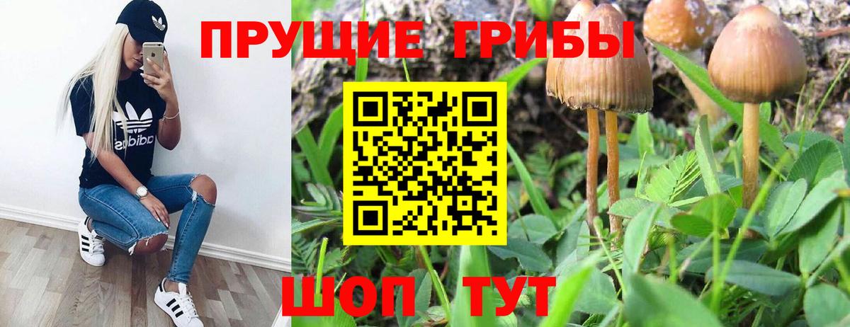 Псилоцибиновые грибы прущие грибы Гудермес